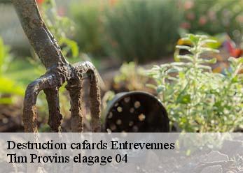 Destruction cafards  entrevennes-04700 Tim Provins elagage 04